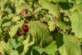 Red raspberries on a twig. Ripening red fruits. Healthy, fresh and natural food. Autumn in the garden Royalty Free Stock Photo