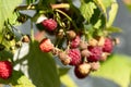 Red raspberries on a twig. Ripening red fruits. Healthy, fresh and natural food. Autumn in the garden Royalty Free Stock Photo