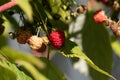 Red raspberries on a twig. Ripening red fruits. Healthy, fresh and natural food. Autumn in the garden Royalty Free Stock Photo