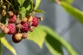 Red raspberries on a twig. Ripening red fruits. Healthy, fresh and natural food. Autumn in the garden Royalty Free Stock Photo