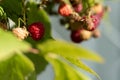 Red raspberries on a twig. Ripening red fruits. Healthy, fresh and natural food. Autumn in the garden Royalty Free Stock Photo