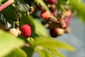 Red raspberries on a twig. Ripening red fruits. Healthy, fresh and natural food. Autumn in the garden Royalty Free Stock Photo