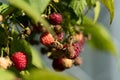 Red raspberries on a twig. Ripening red fruits. Healthy, fresh and natural food. Autumn in the garden Royalty Free Stock Photo