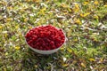 Red raspberries in a white bowl on the background of a green grass and autumn leaves Royalty Free Stock Photo