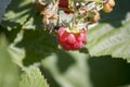 red raspberry berries hang on the branches. raspberry plantation raspberry bush with berries. Close-up Royalty Free Stock Photo