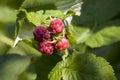 red raspberry berries hang on the branches. raspberry plantation raspberry bush with berries. Close-up Royalty Free Stock Photo