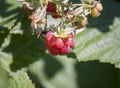 red raspberry berries hang on the branches. raspberry plantation raspberry bush with berries. Close-up Royalty Free Stock Photo