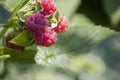 red raspberry berries hang on the branches. raspberry plantation raspberry bush with berries. Close-up Royalty Free Stock Photo