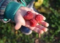 Red raspberry berries on a kid`s palm. Raspberries full of vitamins for children and kids. Health benefits for children eating