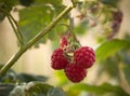 Red raspberry berries Rubus idaeus hang on a Bush in autumn in Greece