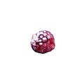 red raspberry berry for jam, compote, dessert decoration, cake