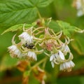 Red Raspberry Blossoms with Pollinators Royalty Free Stock Photo