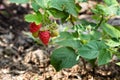 Red raspberry branch with berry grows in the garden Royalty Free Stock Photo