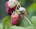 Red raspberry Royalty Free Stock Photo