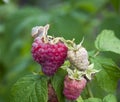 Red raspberry Royalty Free Stock Photo