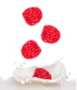 Red raspberry fruits falling into the milk splash