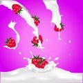 Red raspberry fruits falling into the milk splash. Royalty Free Stock Photo