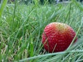Red raspberry on the grass
