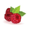 Red raspberry with green leaves. Summer fruitage. Three sweet ripe berries. Royalty Free Stock Photo