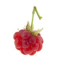 Red raspberry isolated on white background Royalty Free Stock Photo