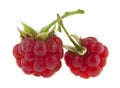 Red raspberry isolated on white background Royalty Free Stock Photo