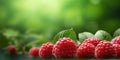 Red Raspberry organic fruit copy space background