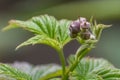 Raspberry Plant in Early Spring Royalty Free Stock Photo