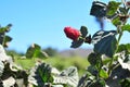 A red raspberry plant on field