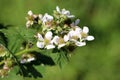 Red raspberry or Rubus idaeus perennial plant single branch full of open blooming pure white flowers surrounded with unripe green