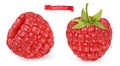 Red raspberry vectorized image. Fresh fruit. 3d realistic vector icon Royalty Free Stock Photo