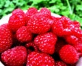 Red raspberry on a white plate