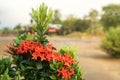 Red Rauvolfia serpentine flower bloom in summer
