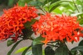 Red Rauvolfia serpentine tree bloom in garden