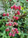 Red raw unripe blackberry fruit Royalty Free Stock Photo