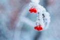 Red rawanberry covered with snow in winter day