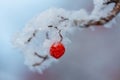 Red rawanberry covered with snow in winter day