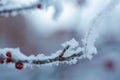 Red rawanberry covered with snow in winter day