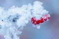 Red rawanberry covered with snow in winter day