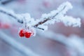 Red rawanberry covered with snow in winter day