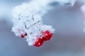 Red rawanberry covered with snow in winter day