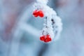 Red rawanberry covered with snow in winter day