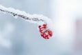 Red rawanberry covered with snow in winter day