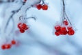 Red rawanberry covered with snow in winter day