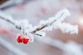 Red rawanberry covered with snow in winter day