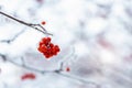 Red rawanberry covered with snow in winter day