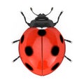 Red Realistic Beautiful Ladybird. 3d Rendering