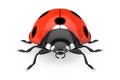 Red Realistic Beautiful Ladybird. 3d Rendering