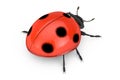 Red Realistic Beautiful Ladybird. 3d Rendering