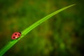 Red Realistic Beautiful Ladybird Walking on Green Grass Leaf in the Morning. 3d Rendering Royalty Free Stock Photo
