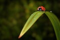 Red Realistic Beautiful Ladybird Walking on Green Grass Leaf in the Morning. 3d Rendering Royalty Free Stock Photo